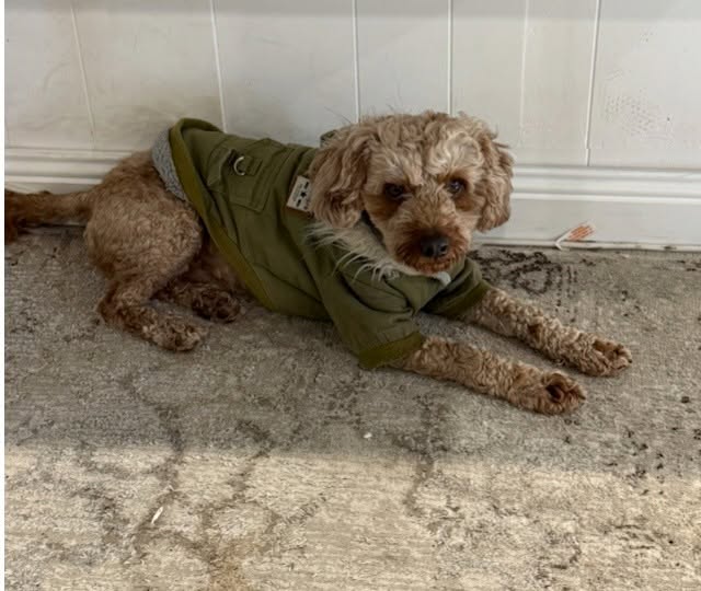 Lost dog