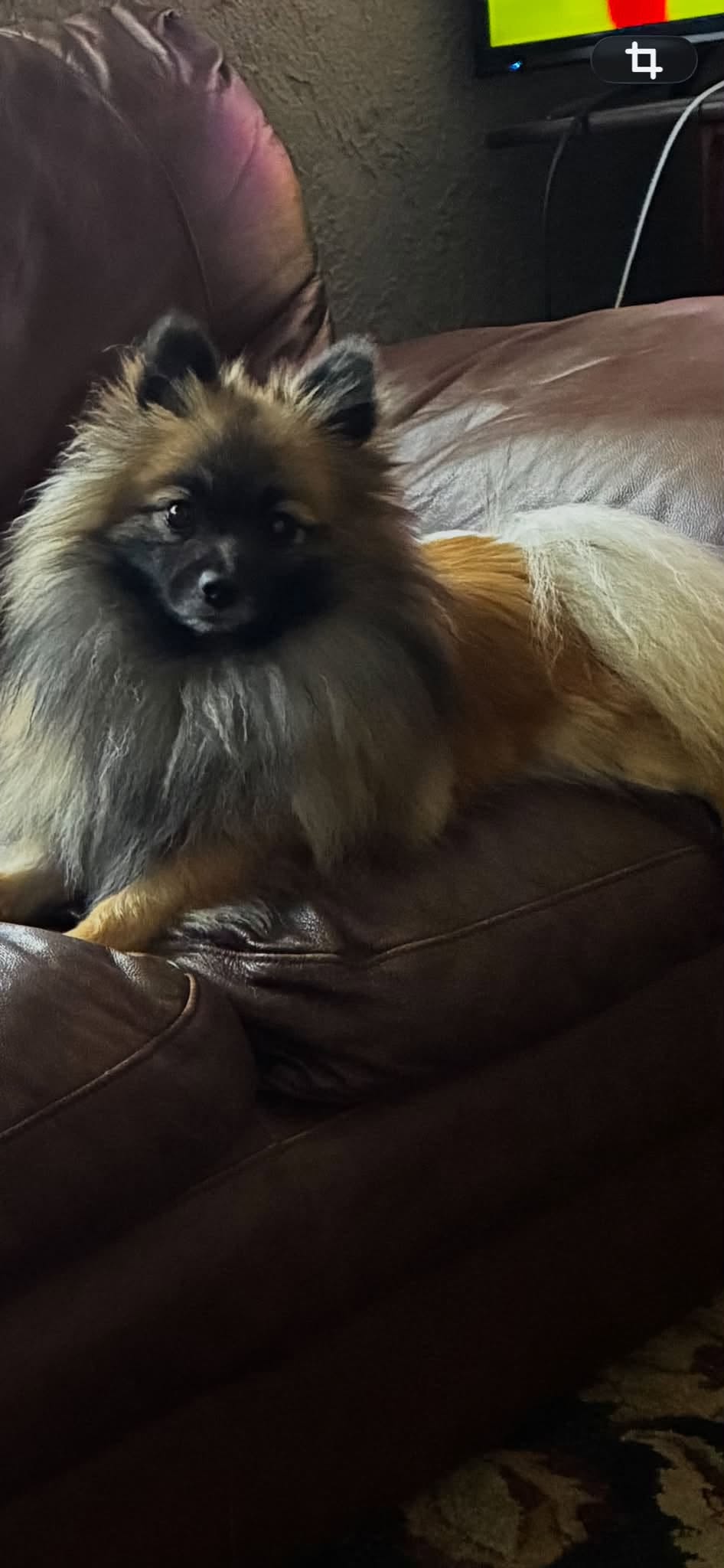 Lost dog