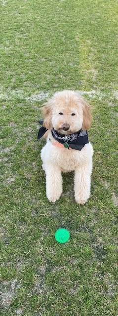 Lost dog