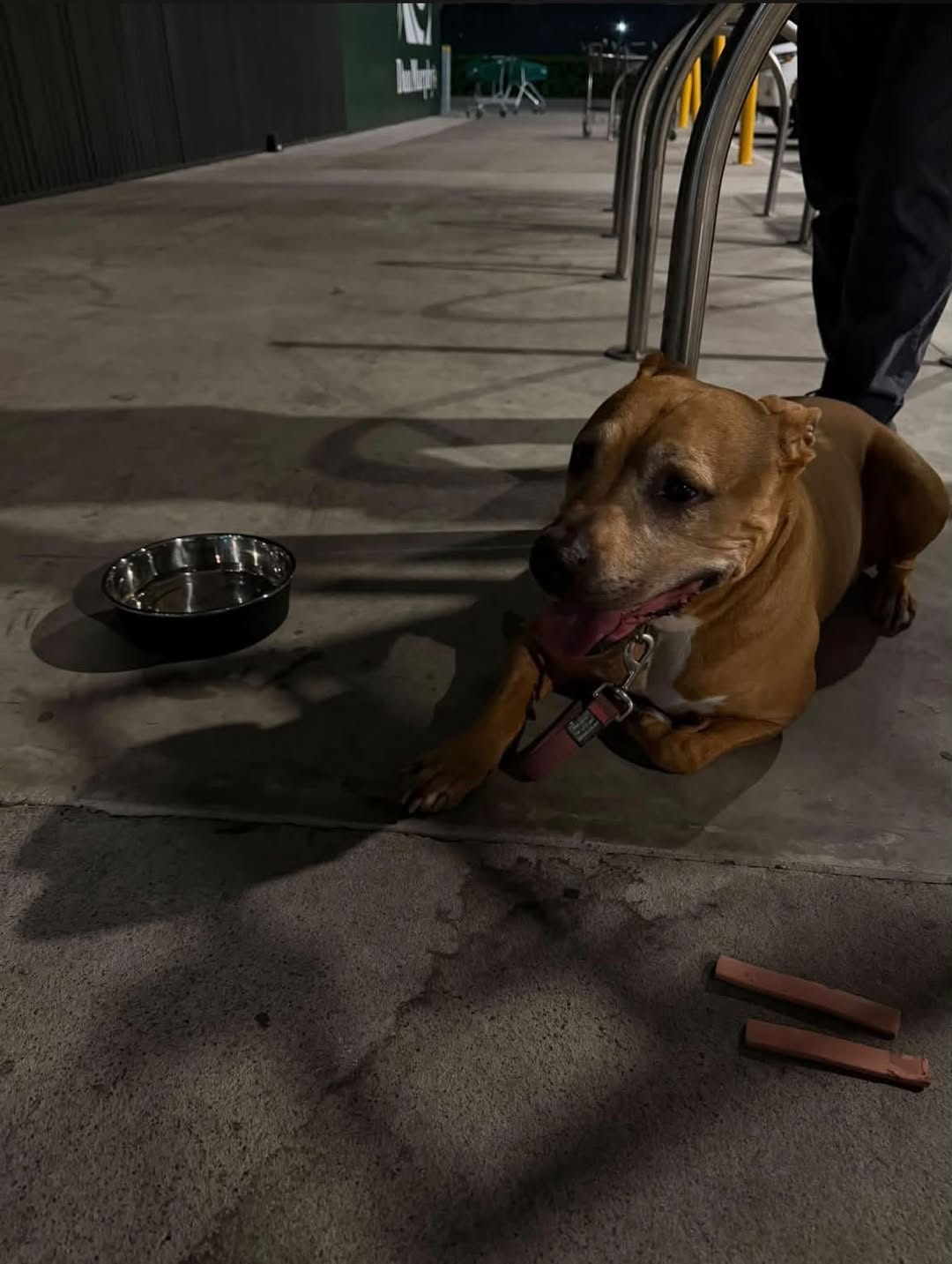Found dog