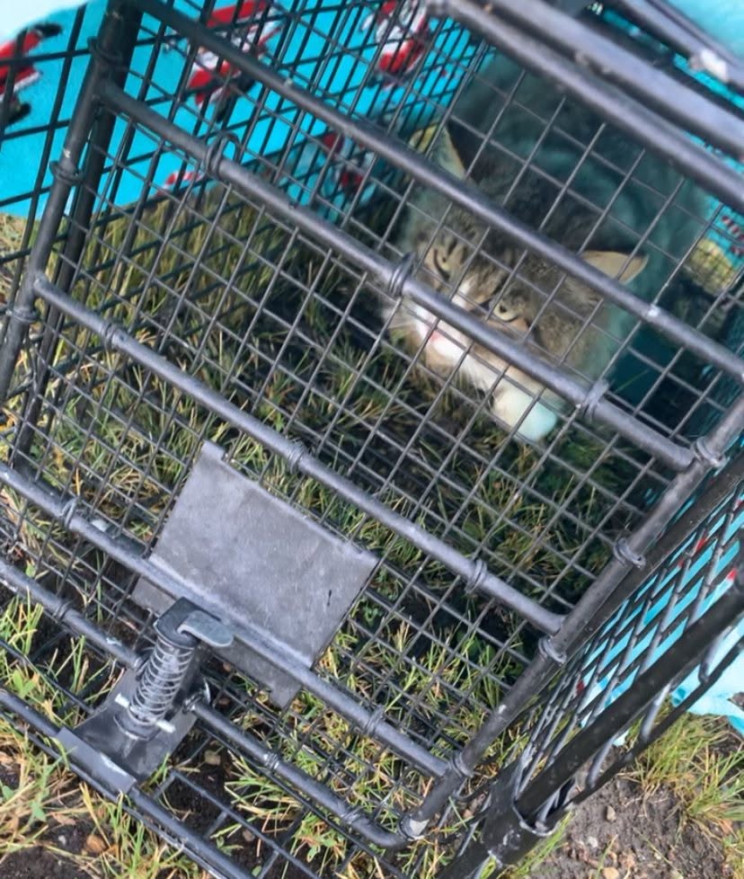 Found cat
