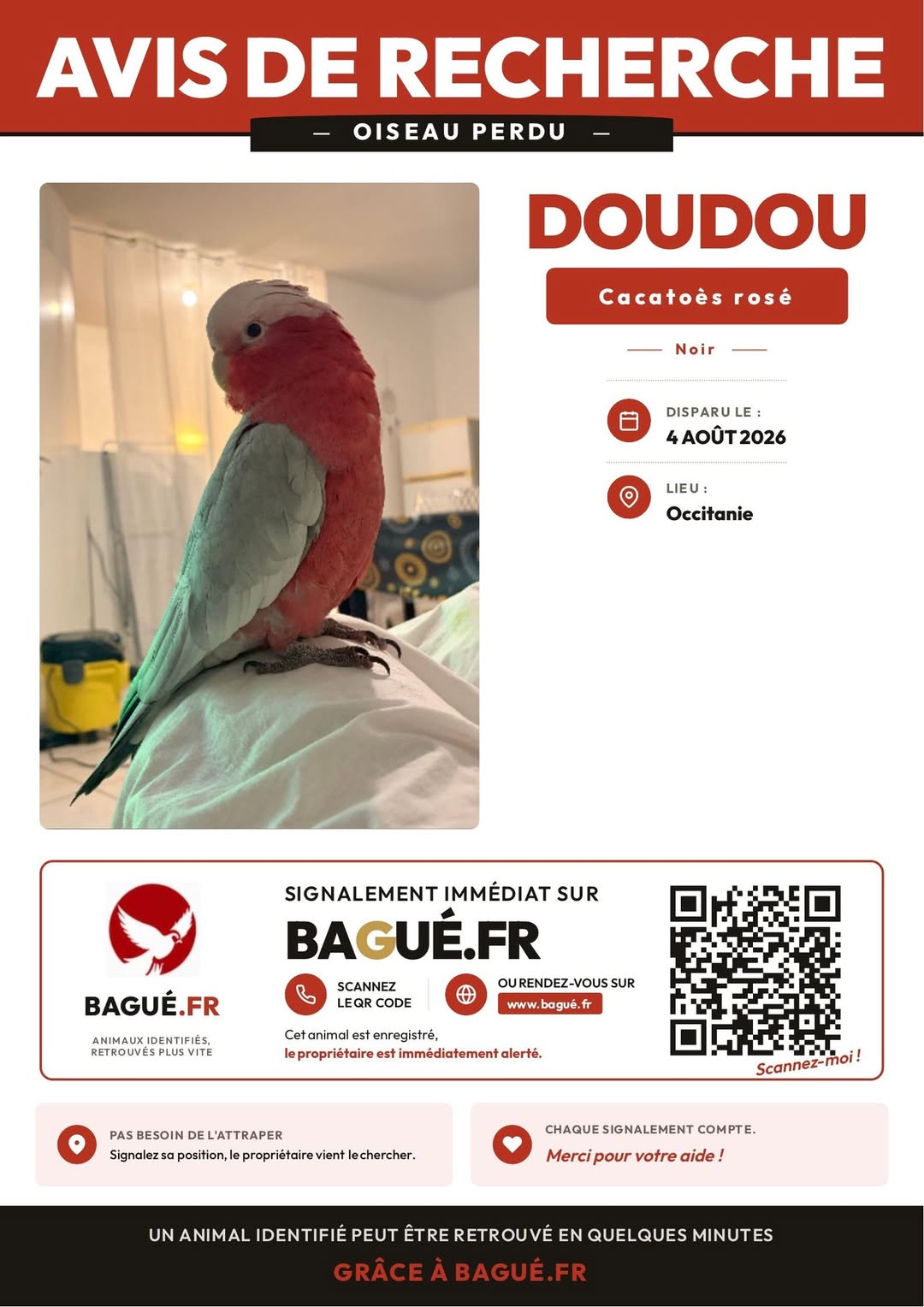 Lost Bird in NîMes