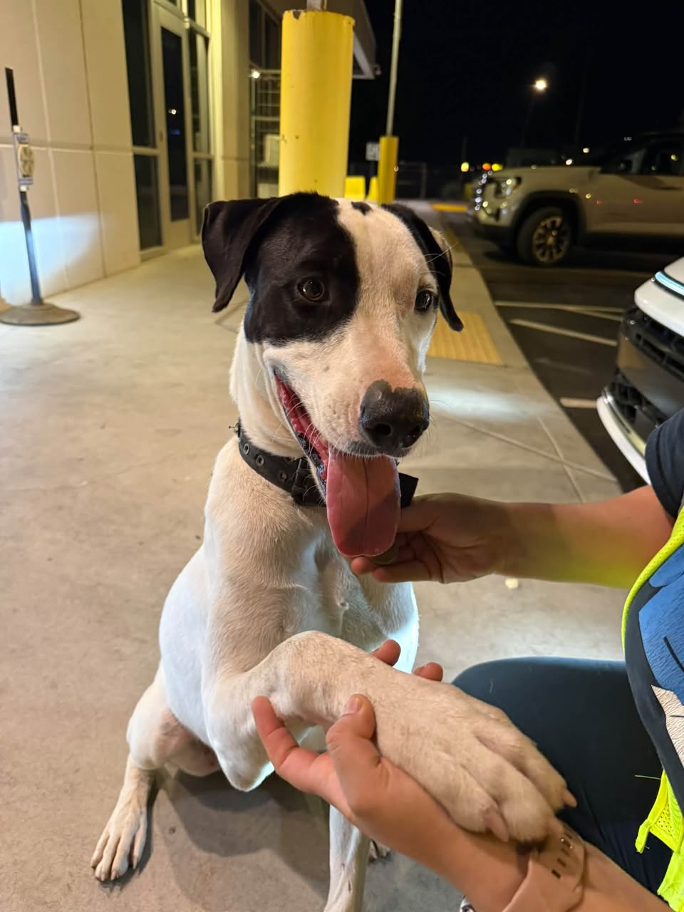 Found dog