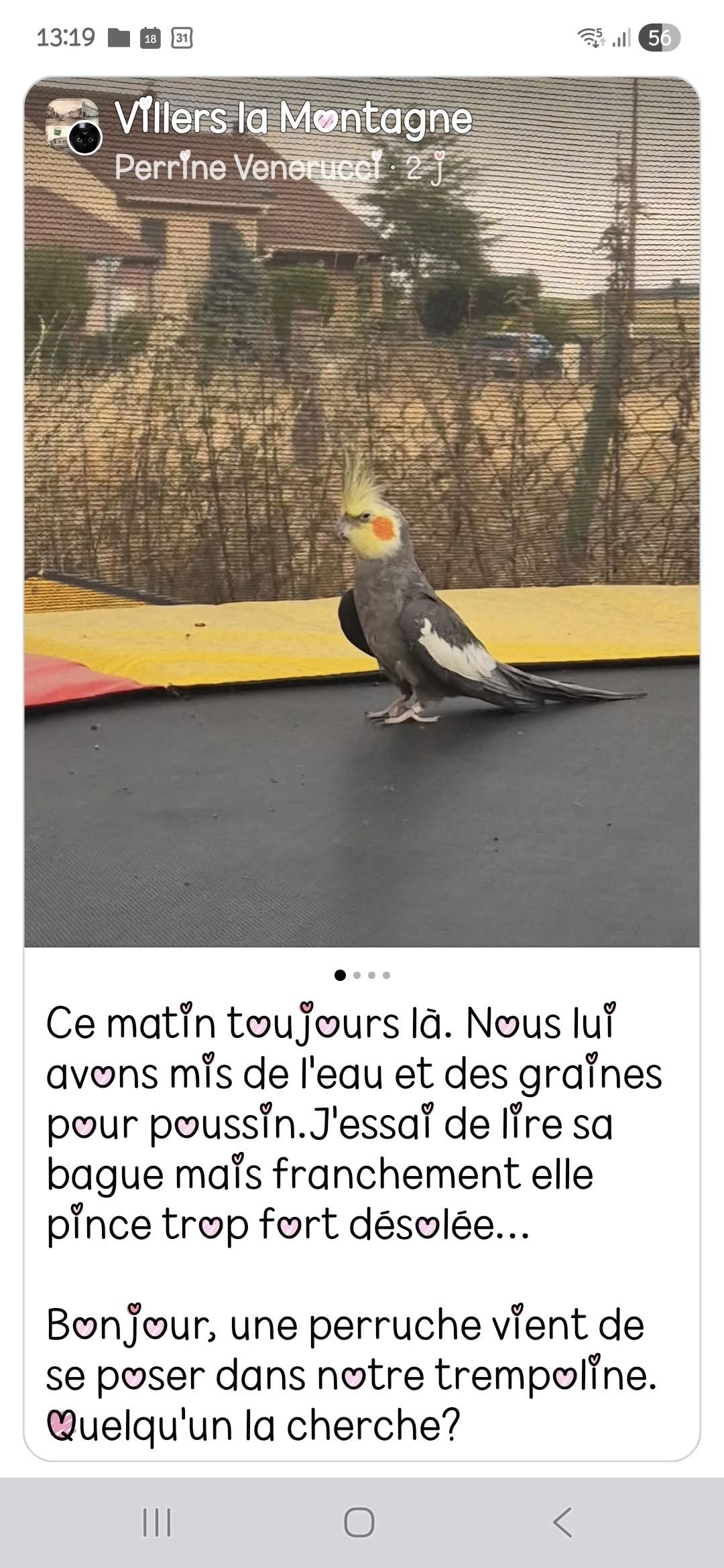 Found bird