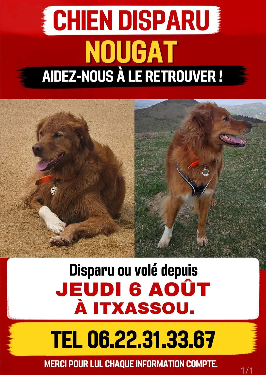 Lost Dog in Itxassou