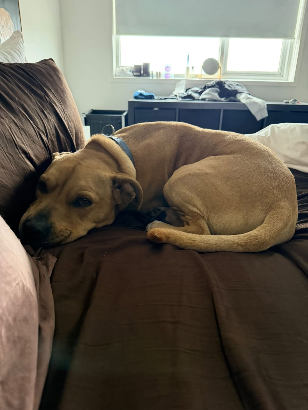Lost dog