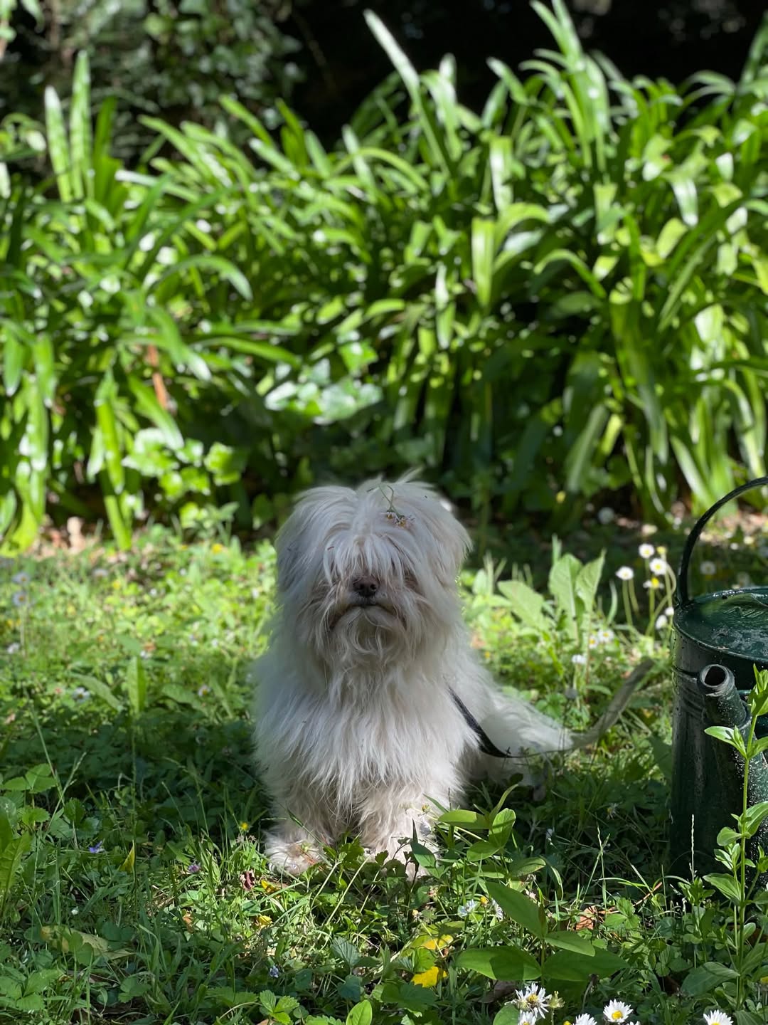 Found dog