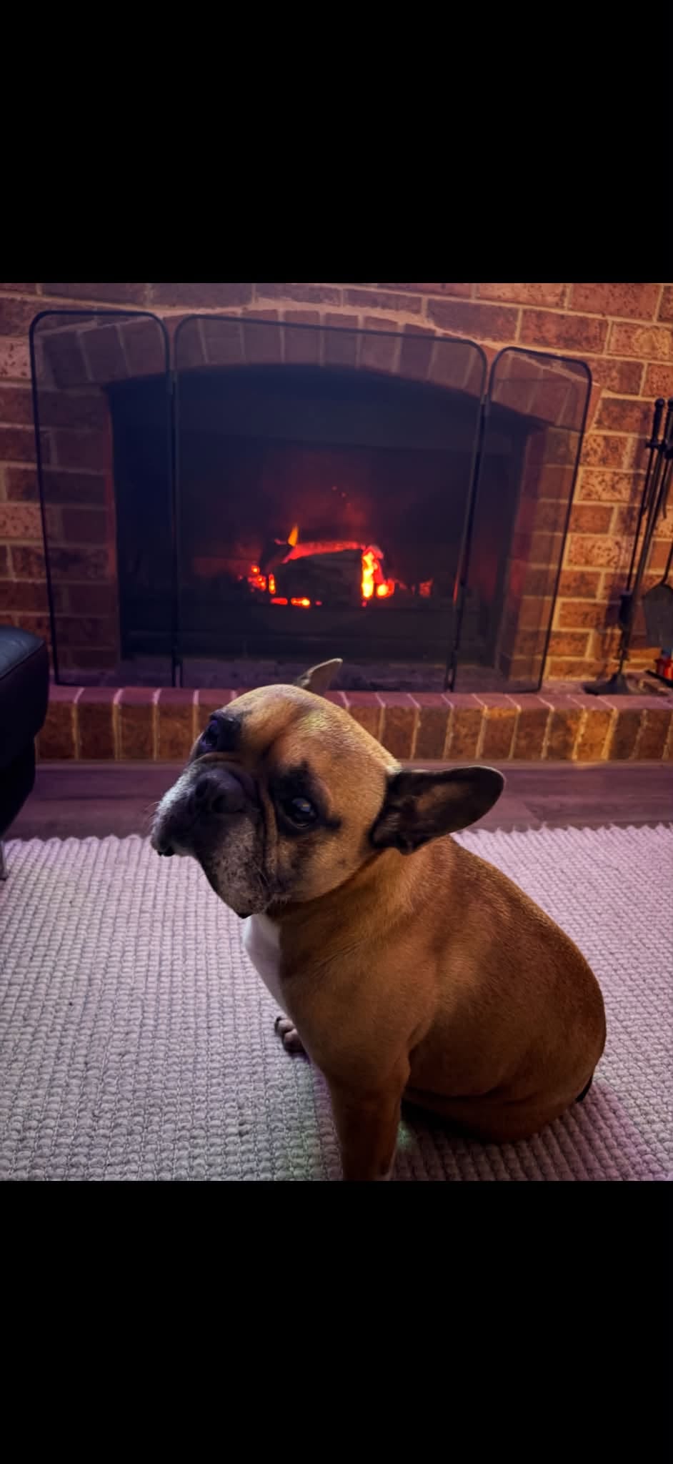 Lost dog