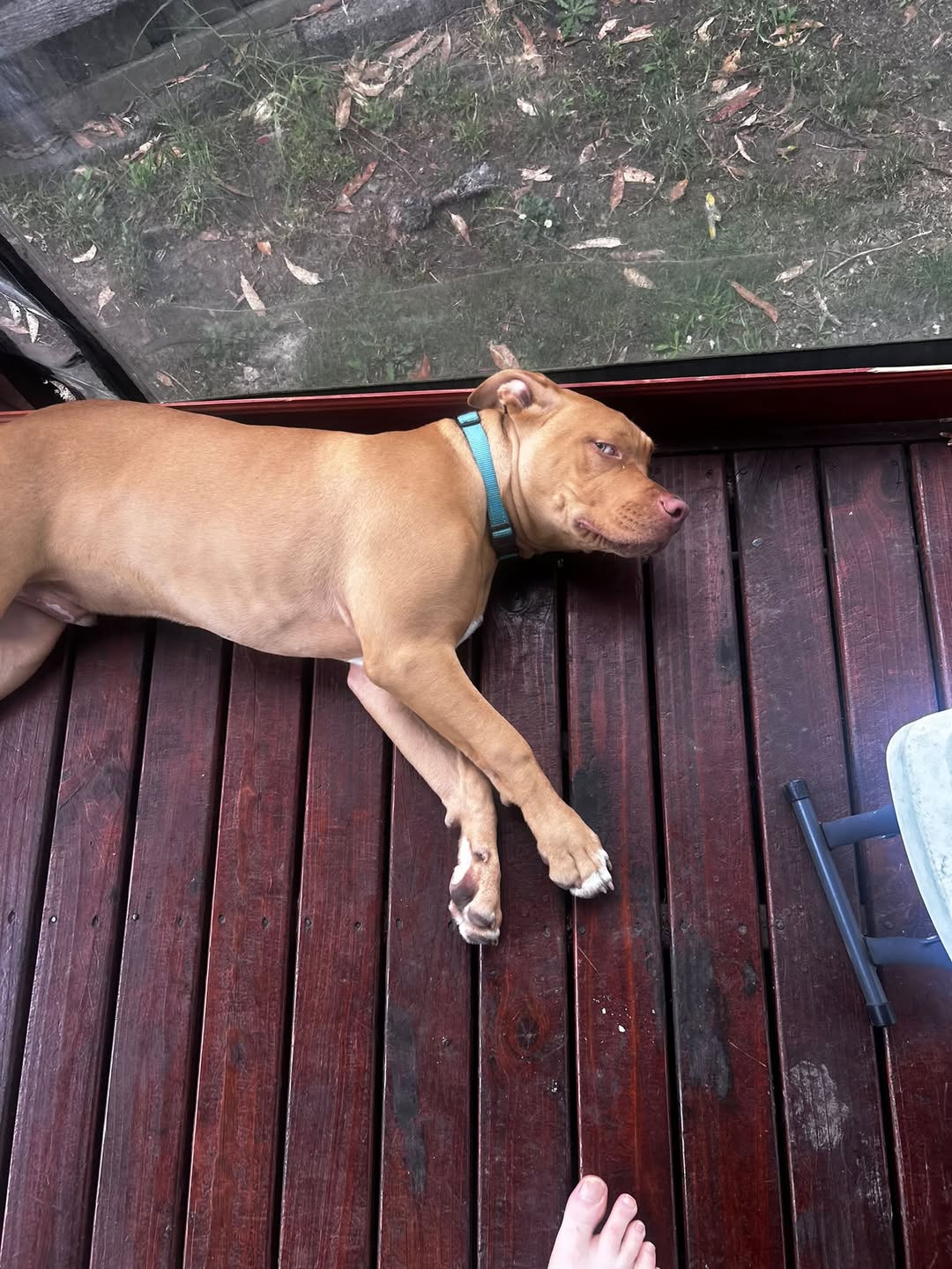 Lost dog