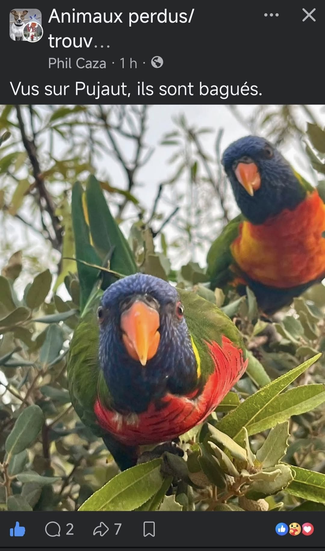 Found bird