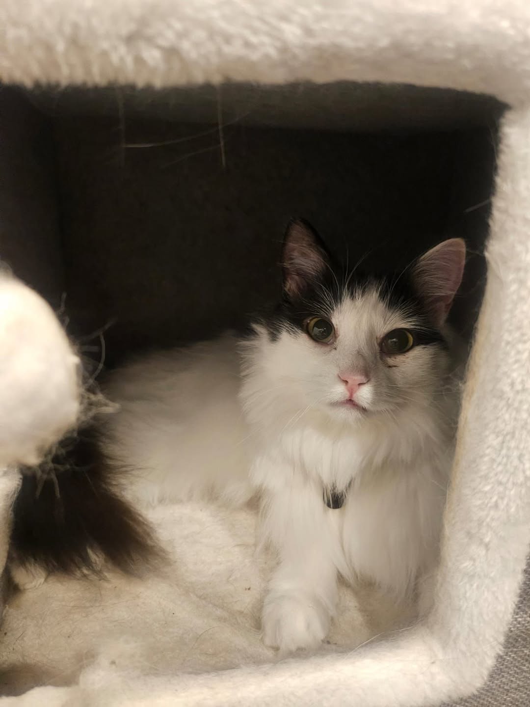 Lost Cat in Melbourne