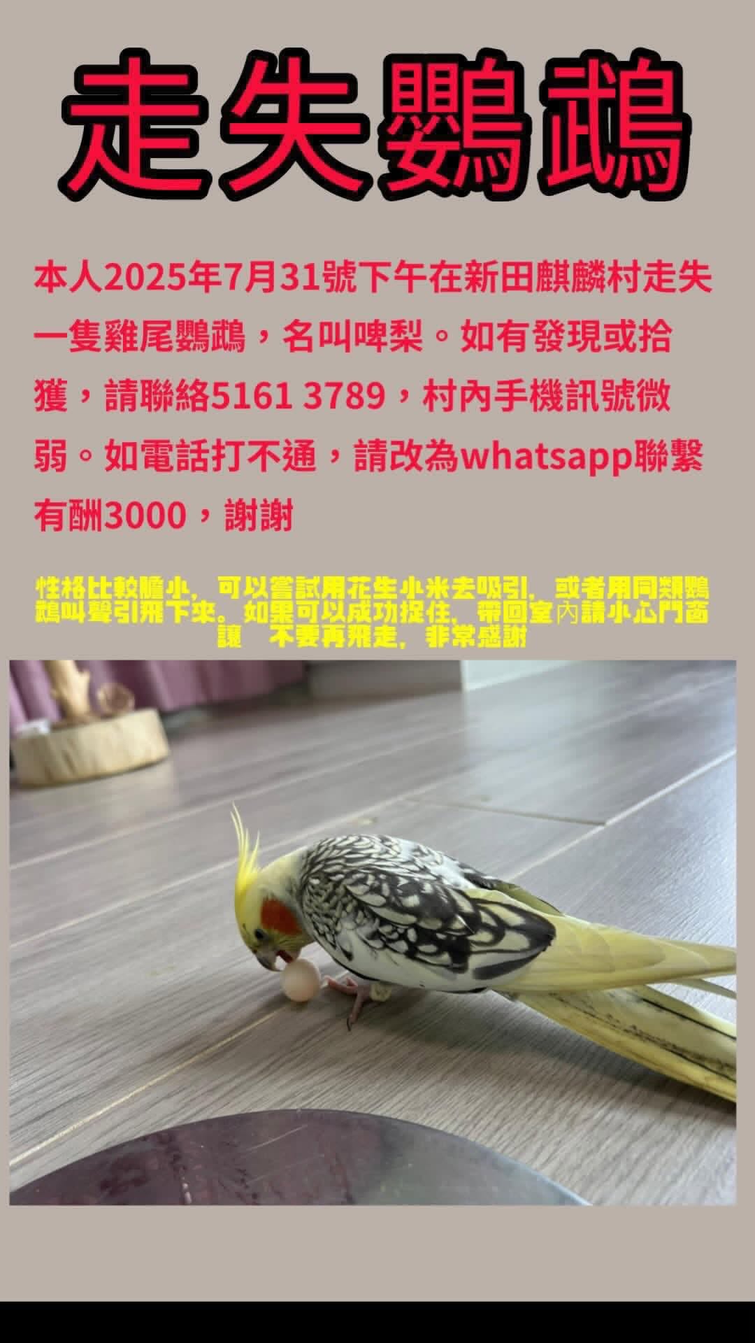 Lost Bird in San Tin