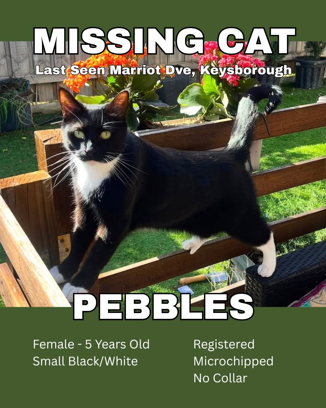 Lost Cat in Melbourne
