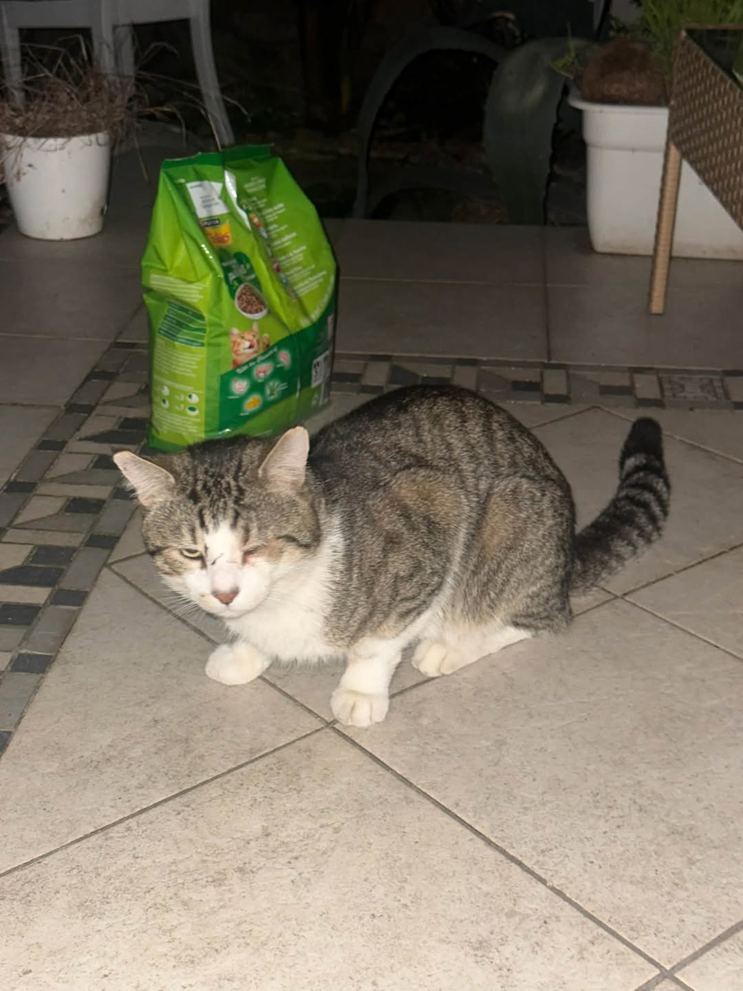 Found cat