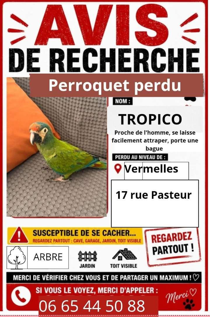 Lost Bird in Vermelles