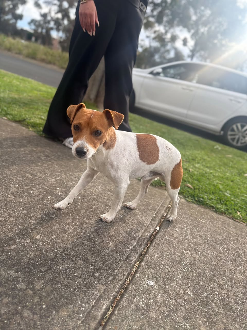 Found dog