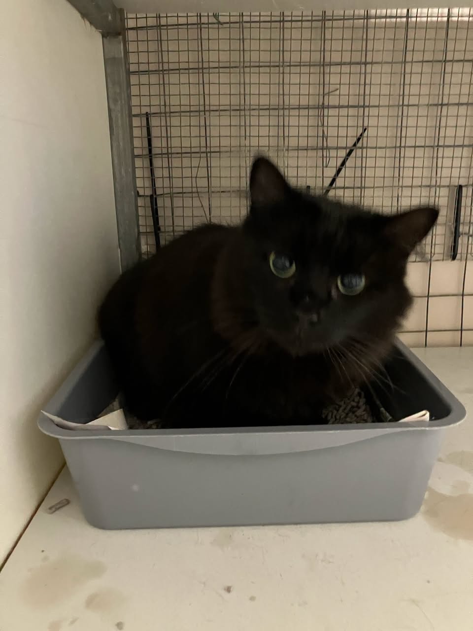 Found cat