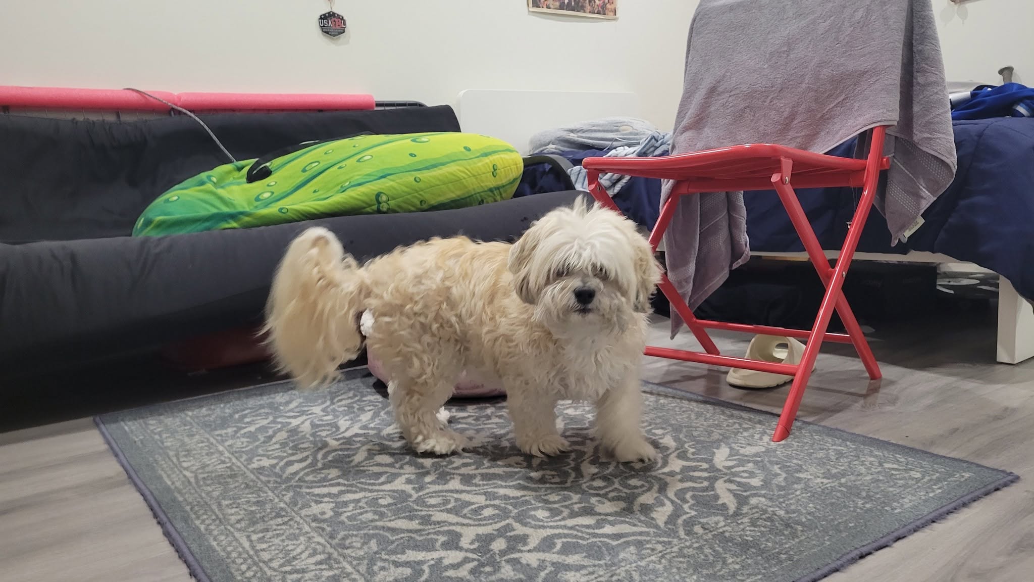 Lost Dog in Ontario