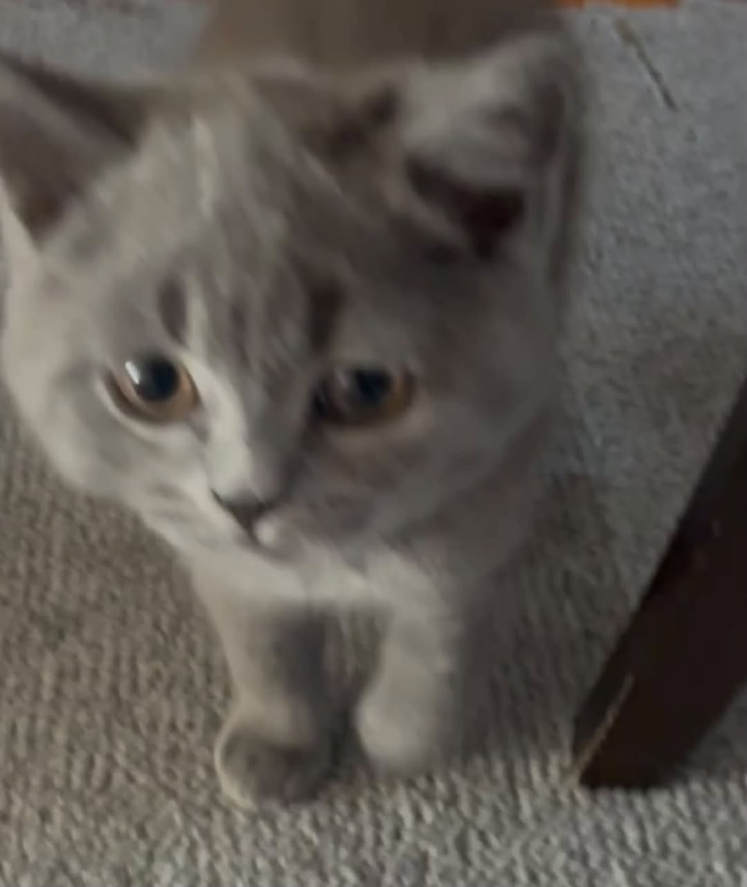 Lost Cat in Philadelphia