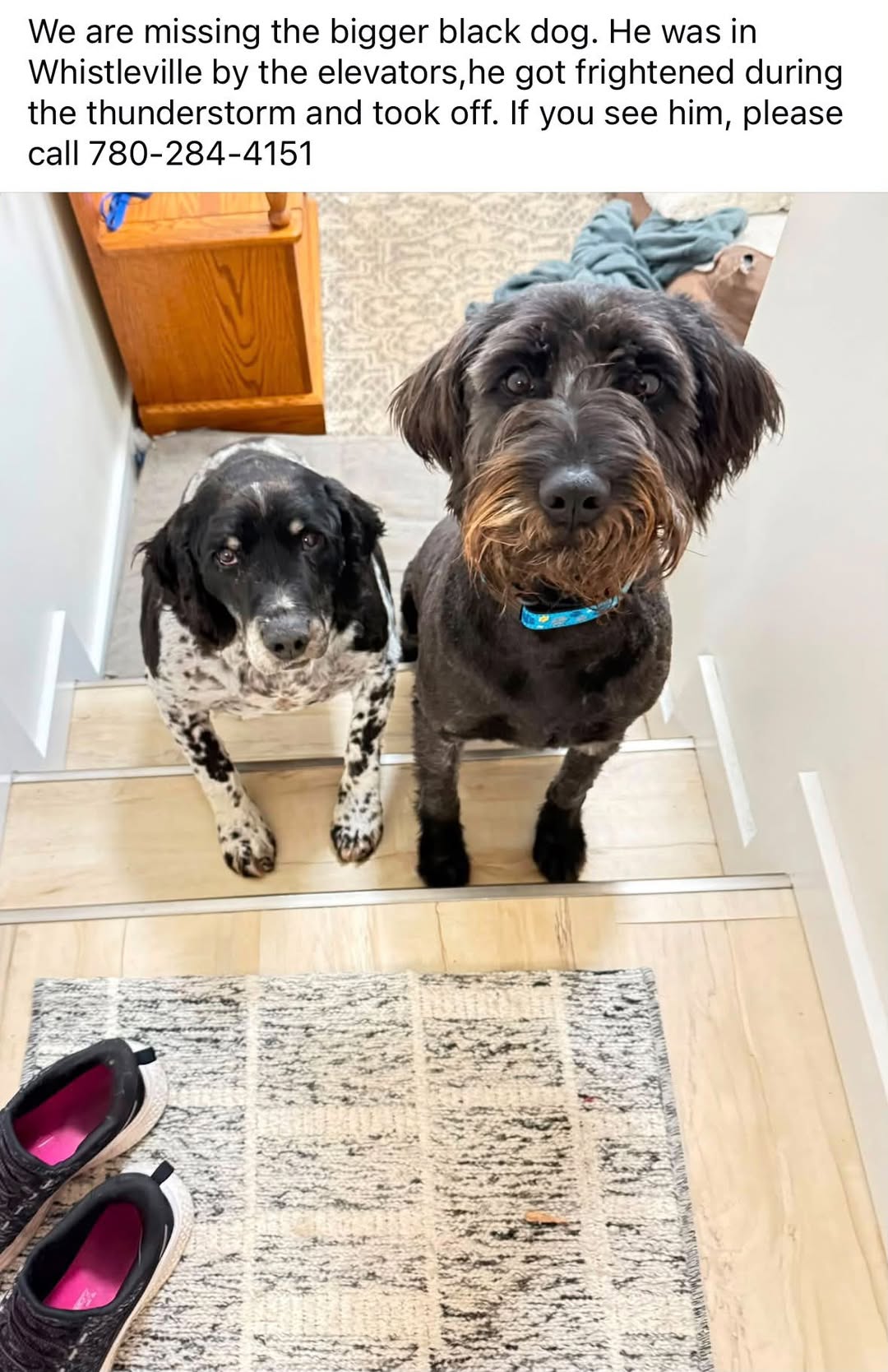 Lost dog