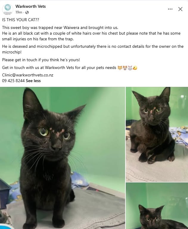 Found cat