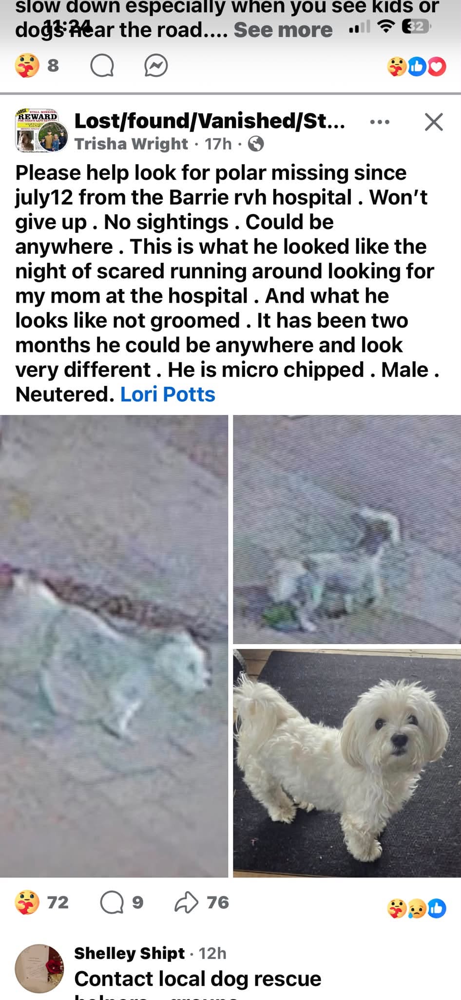Lost Dog in Barrie
