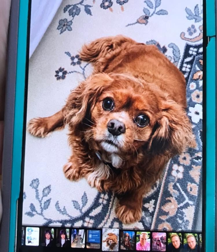 Lost Dog in Frisco