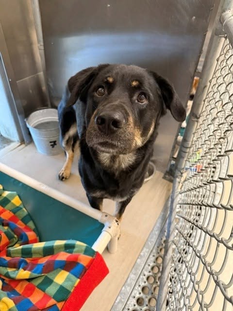Found dog