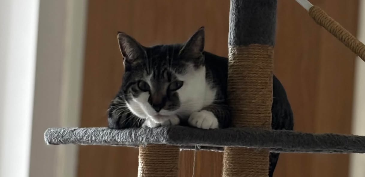 Lost Cat in Eccleston