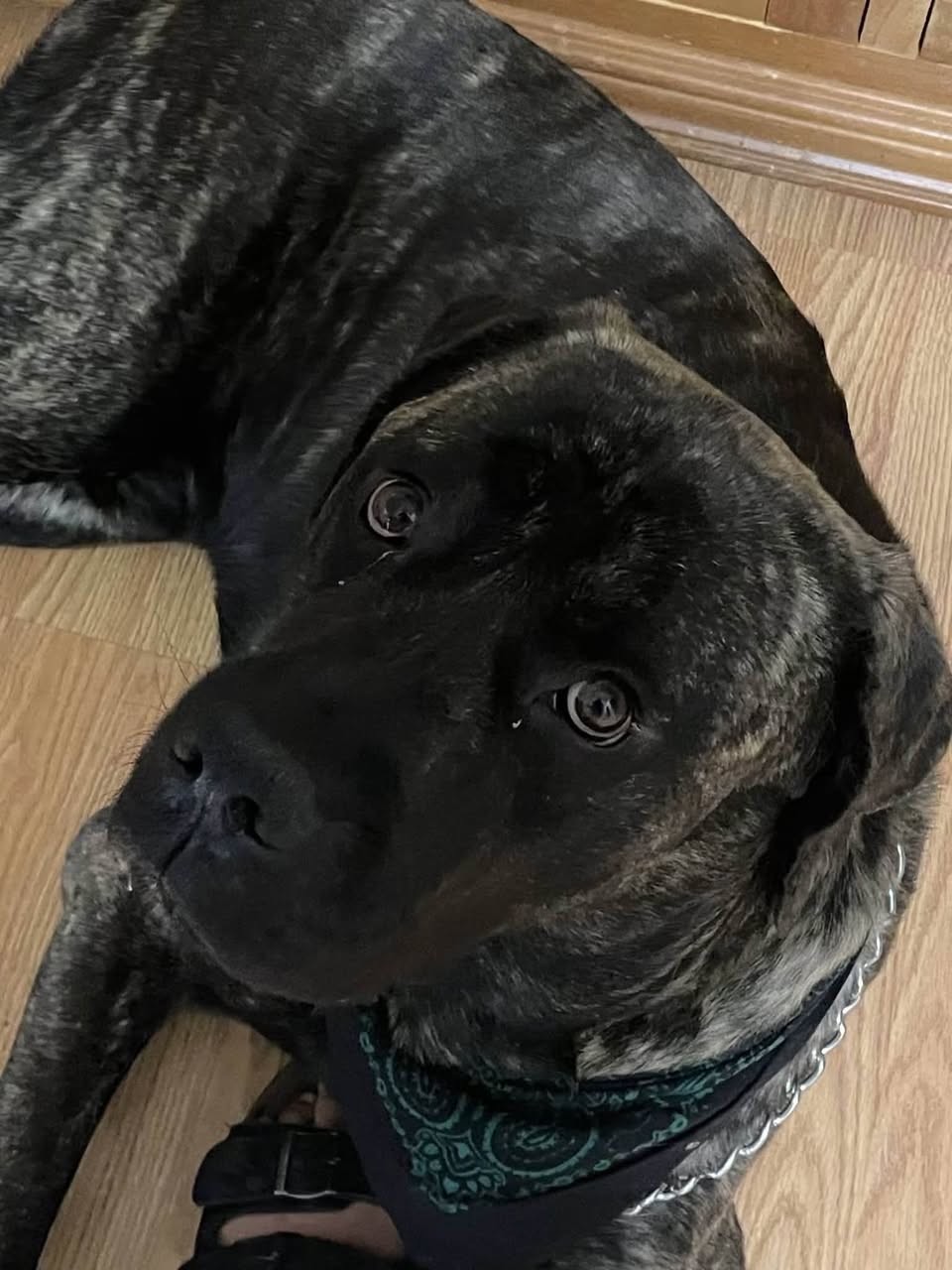 Lost dog