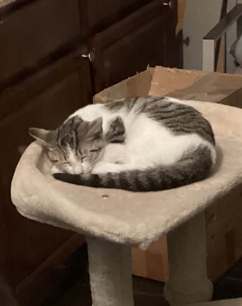 Lost Cat in Buxton