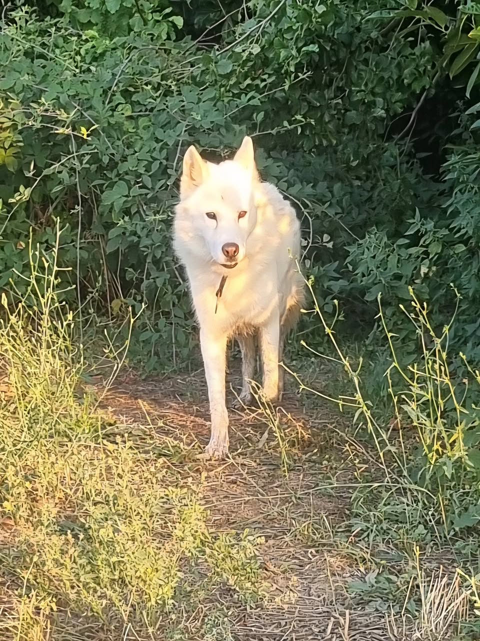 Found dog