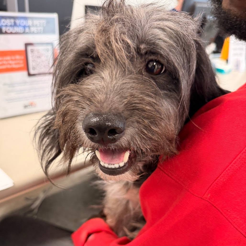 Found dog