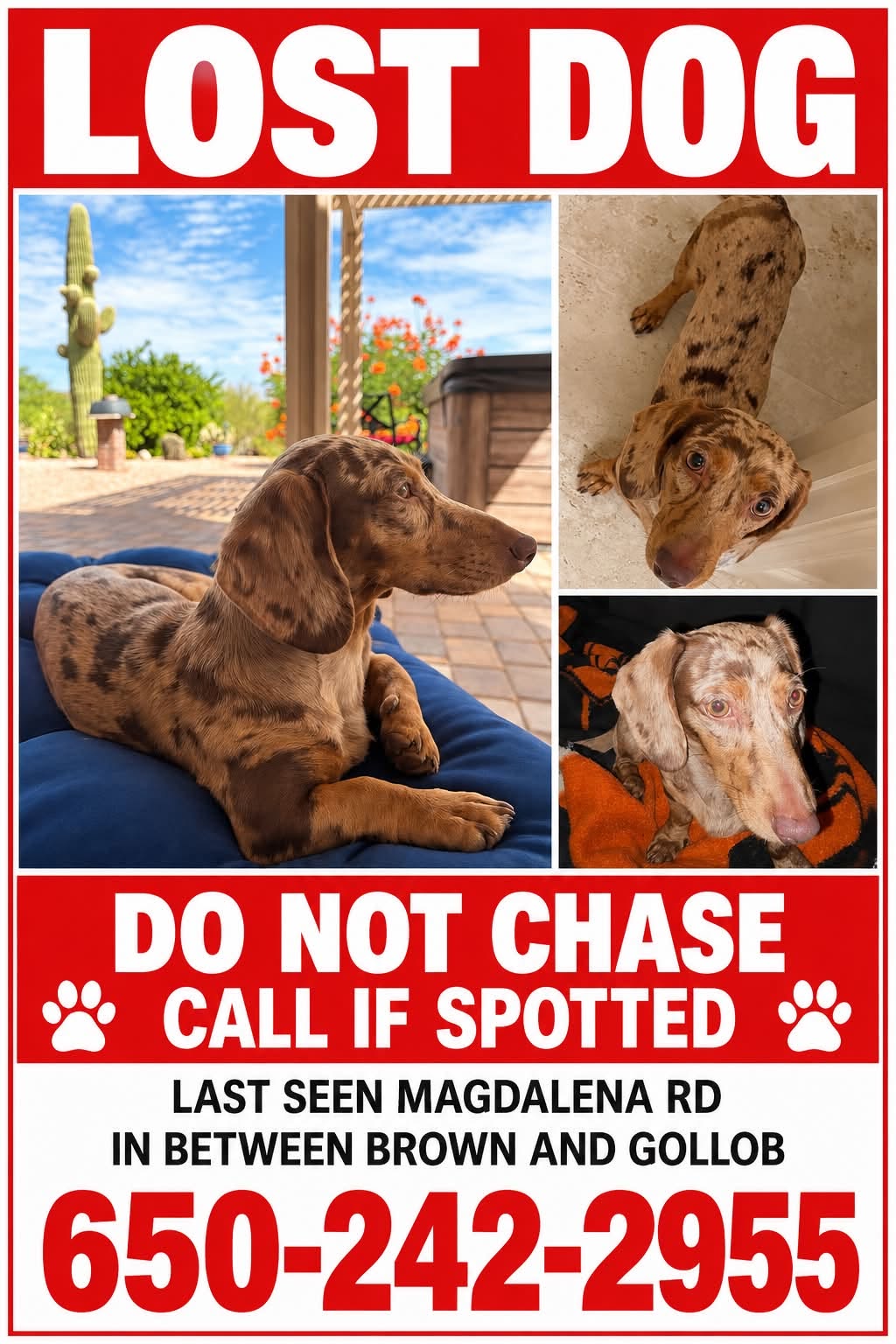 Lost Dog in Tucson