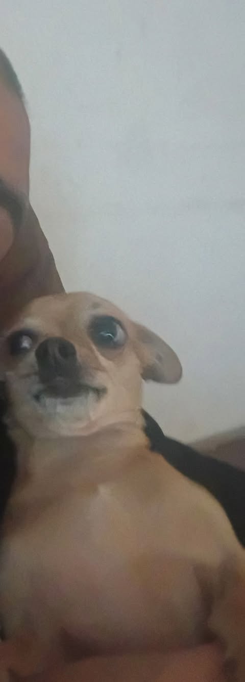 Lost Dog in Tucson