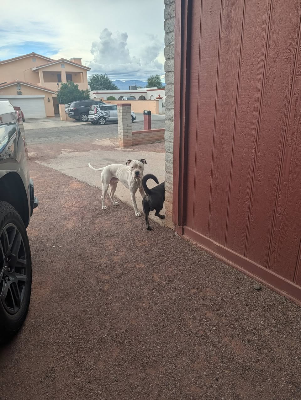Found dog