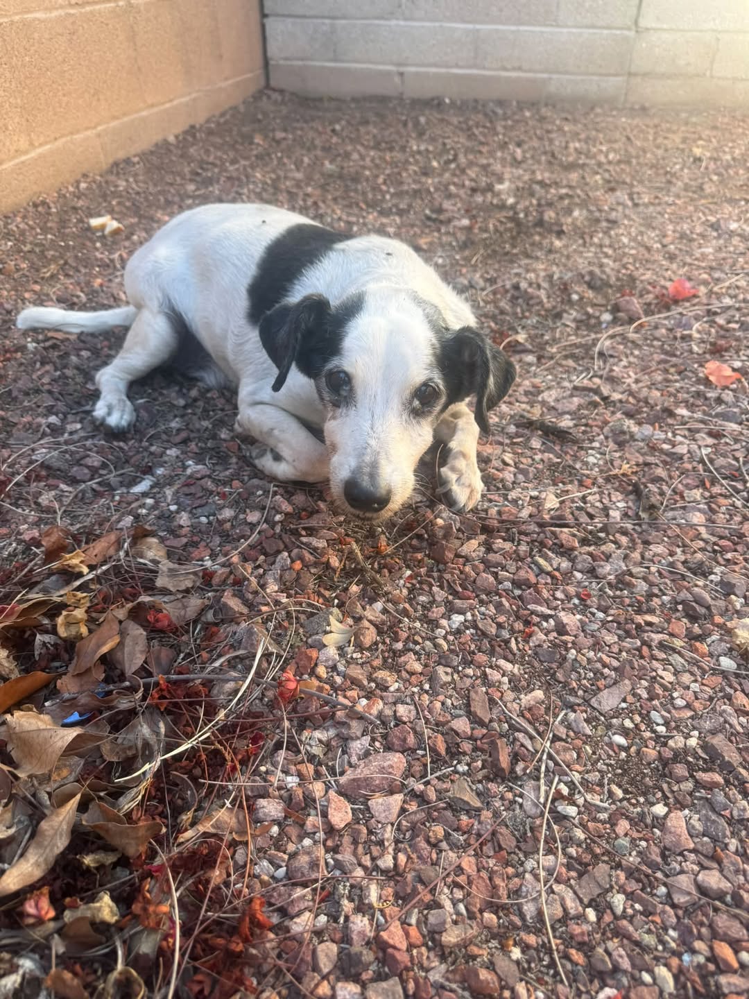 Found dog