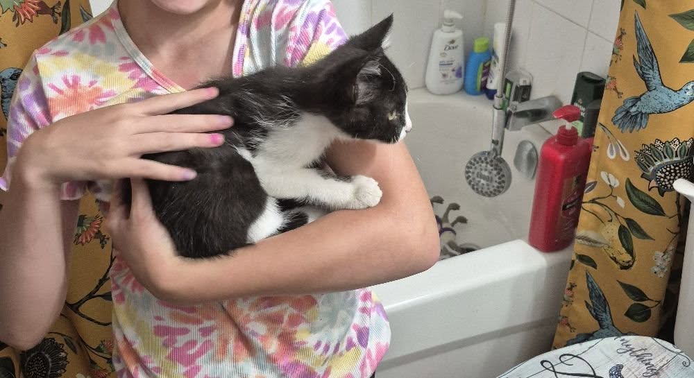Lost Cat in London