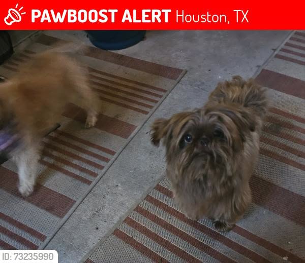 Lost dog