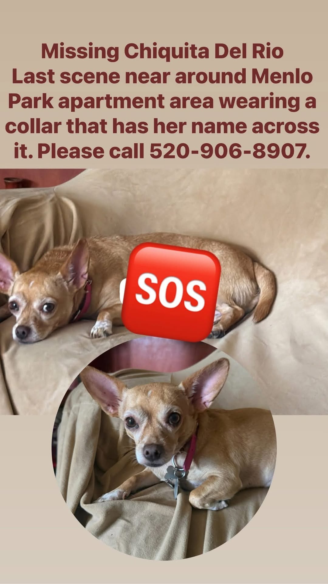 Lost dog