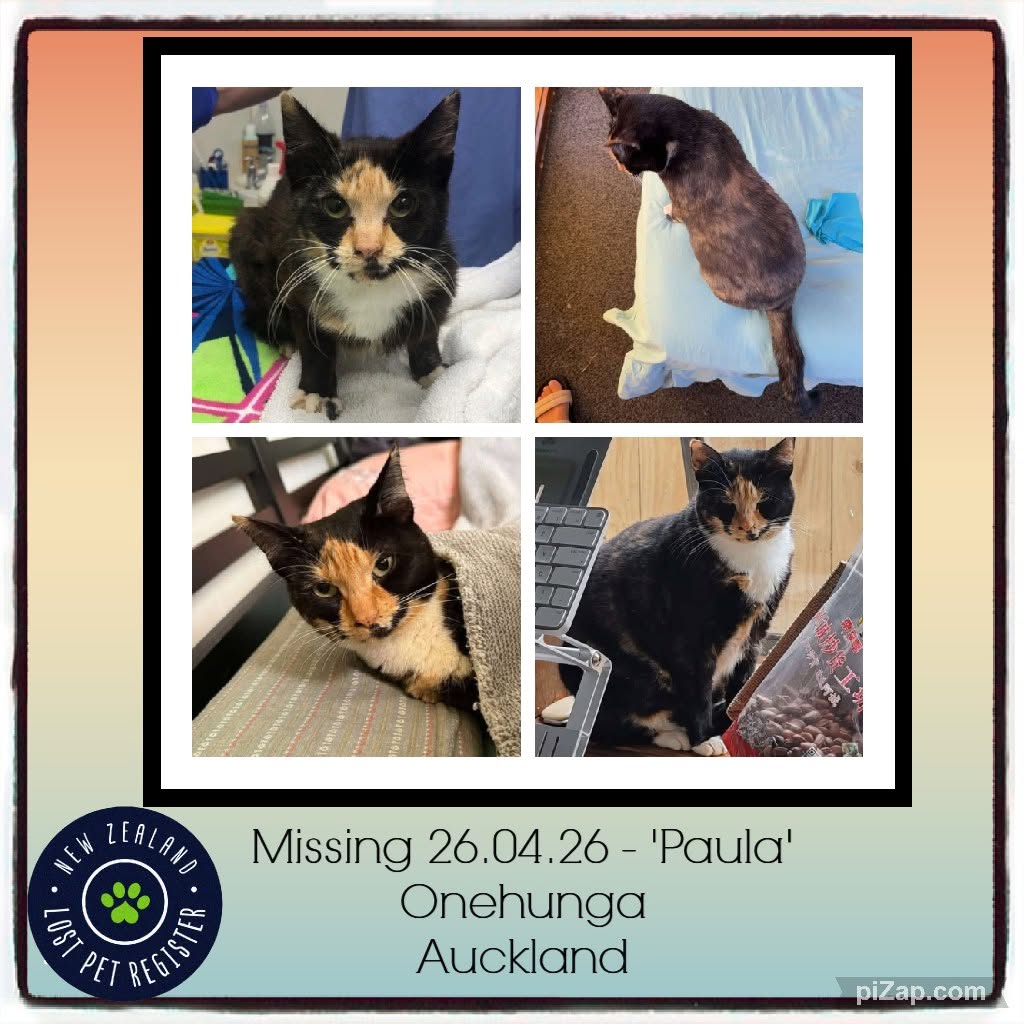 Lost cat