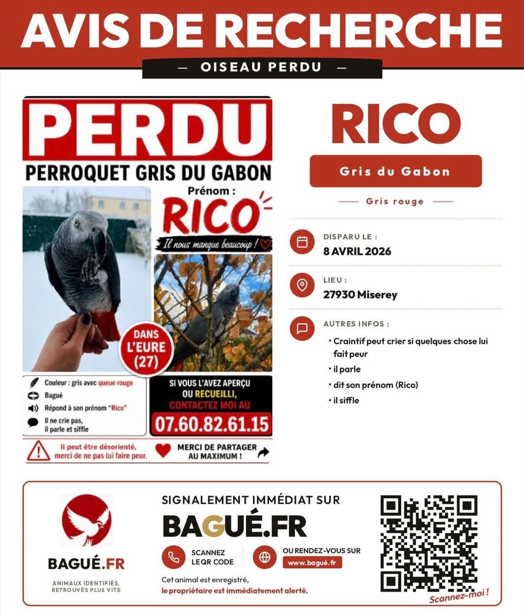 Lost Bird in Miserey