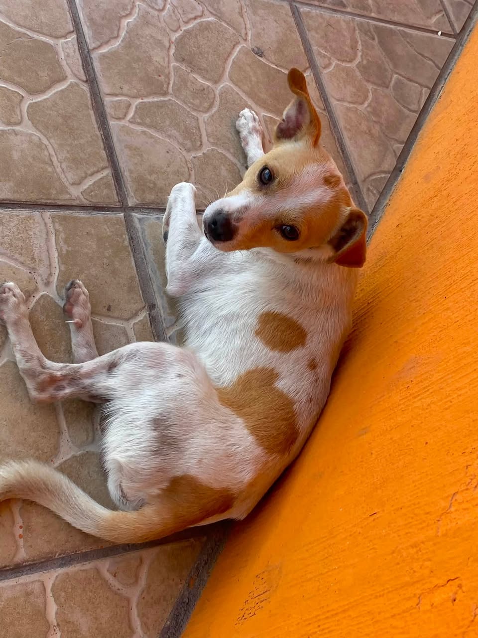 Found dog
