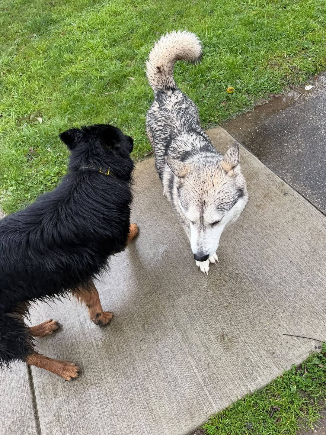 Found dog
