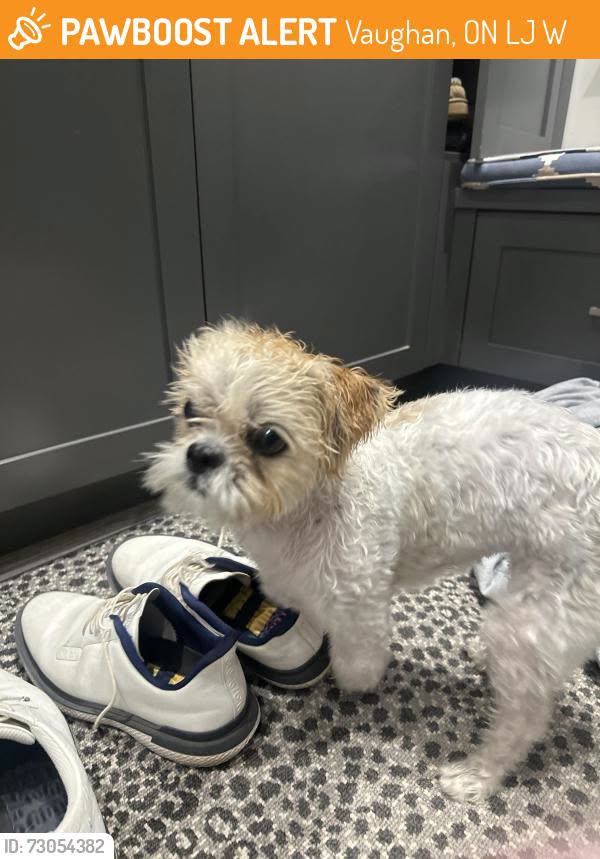 Lost dog
