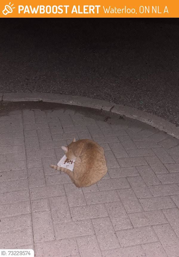 Found cat