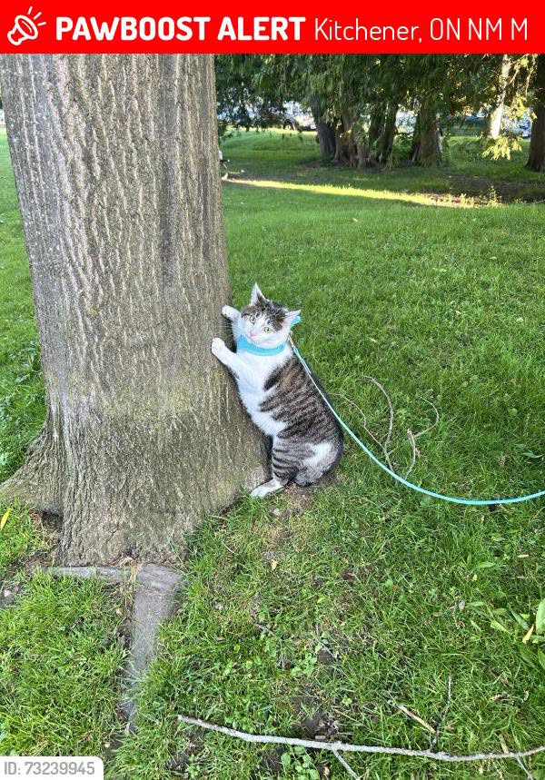 Lost cat