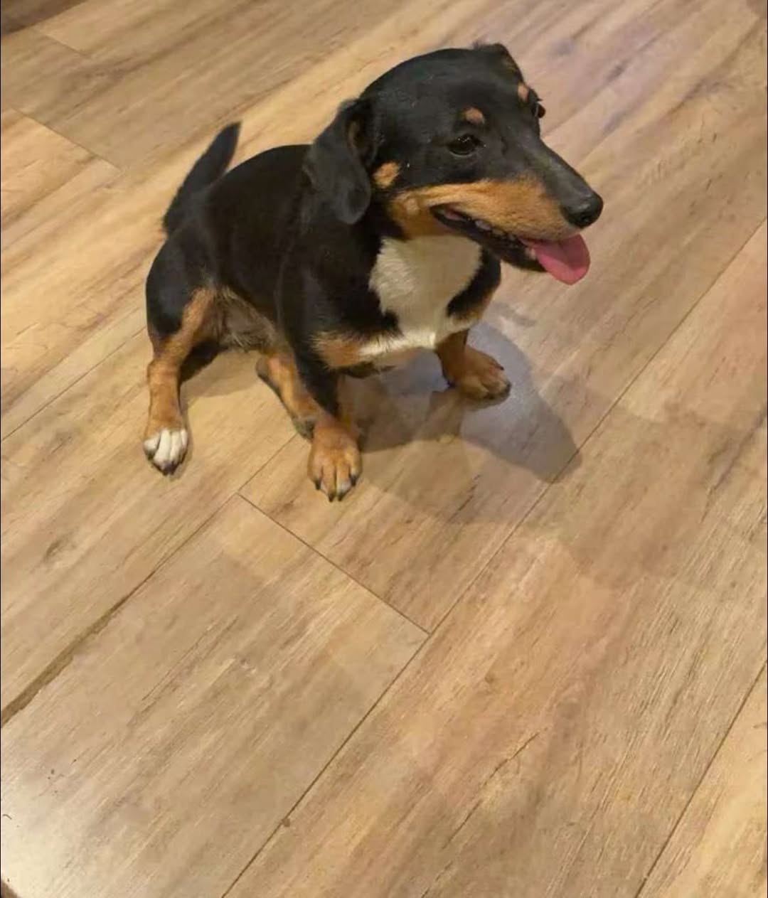 Lost Dog in York