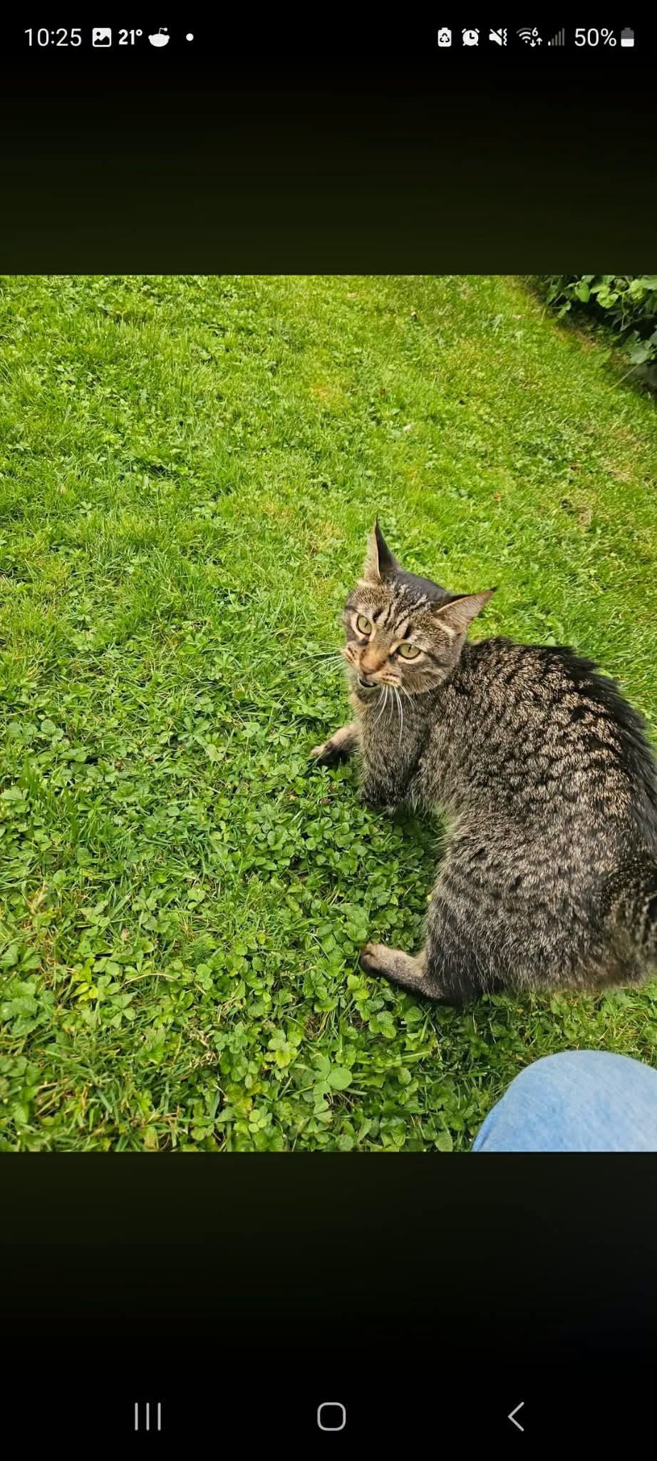 Found cat