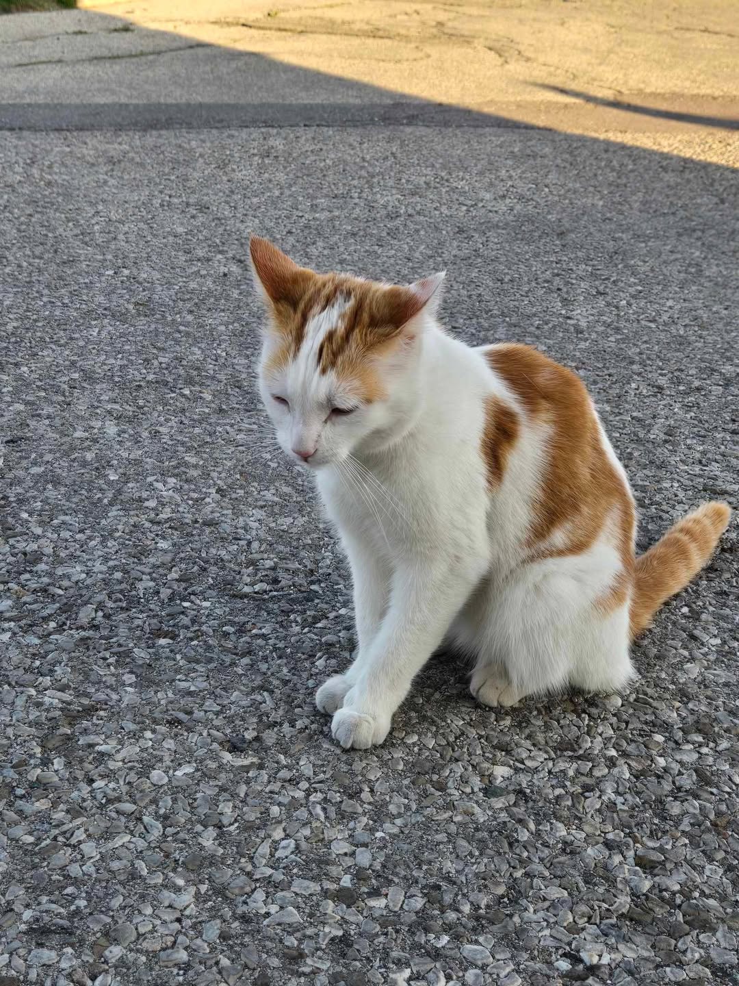 Found cat